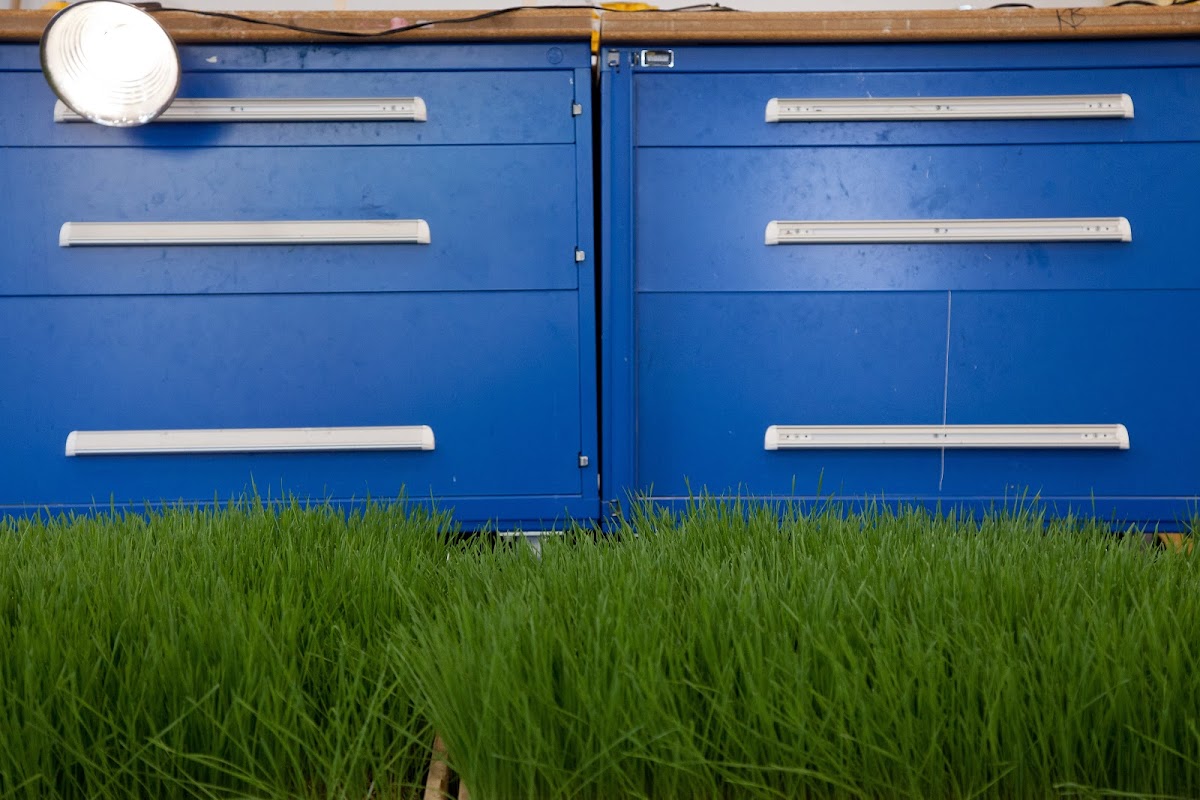 Blue cabinets with green grass growing in front of them