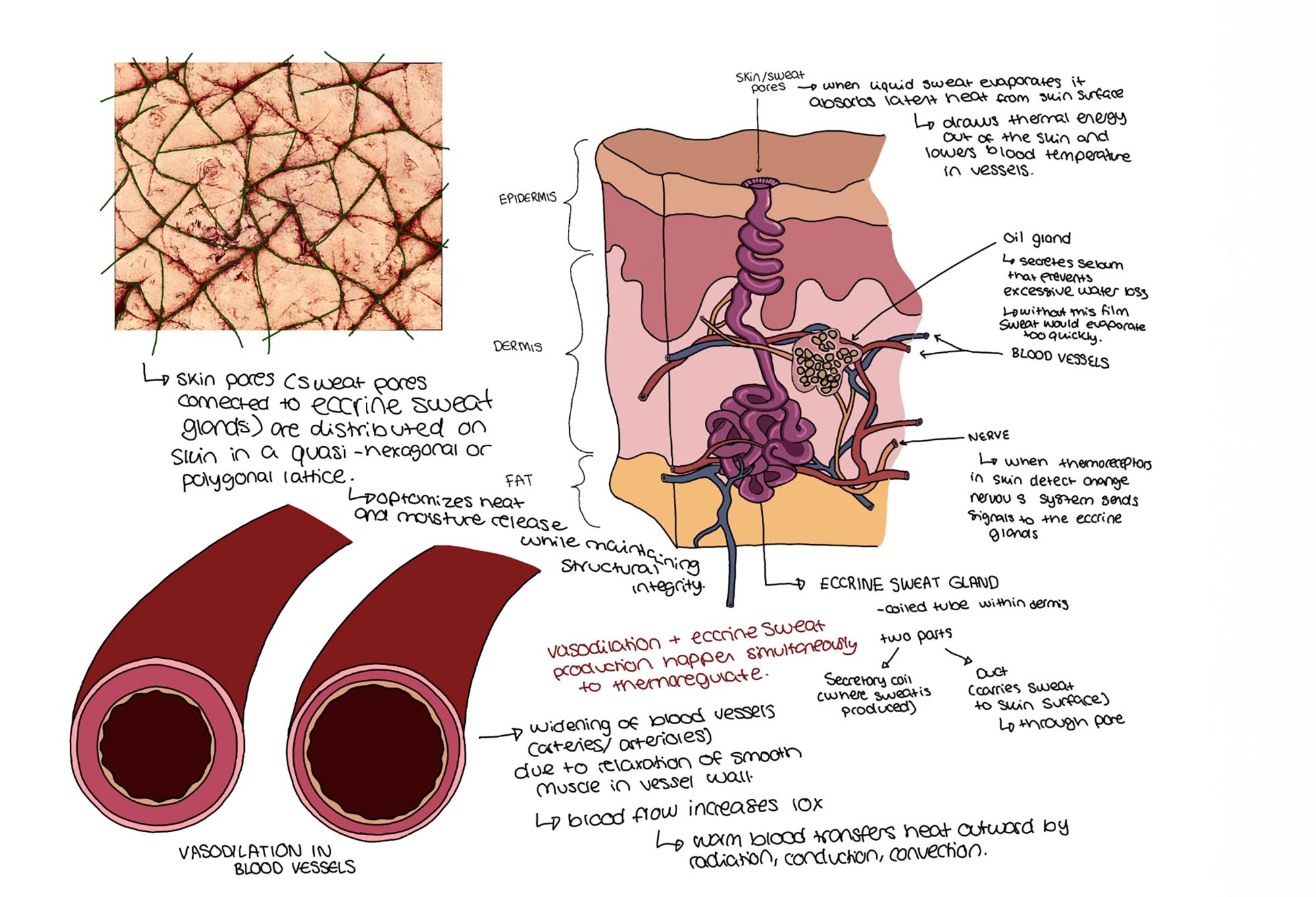 sketches and notes related to humans' asbility to thermoregulate