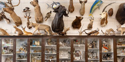 taxidermy mounted on the wall at the Nature Lab