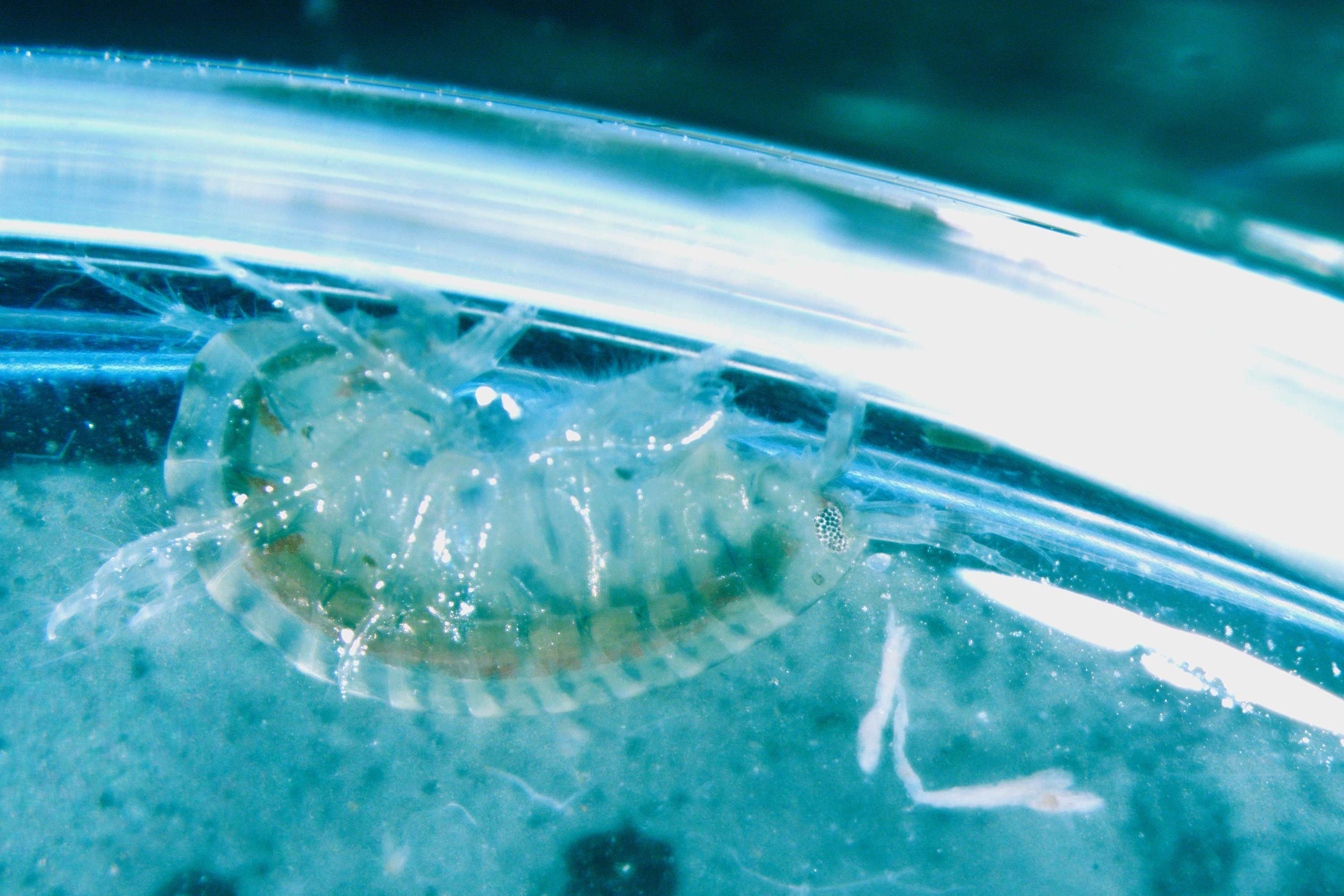 organism collected from river viewed through a microscope