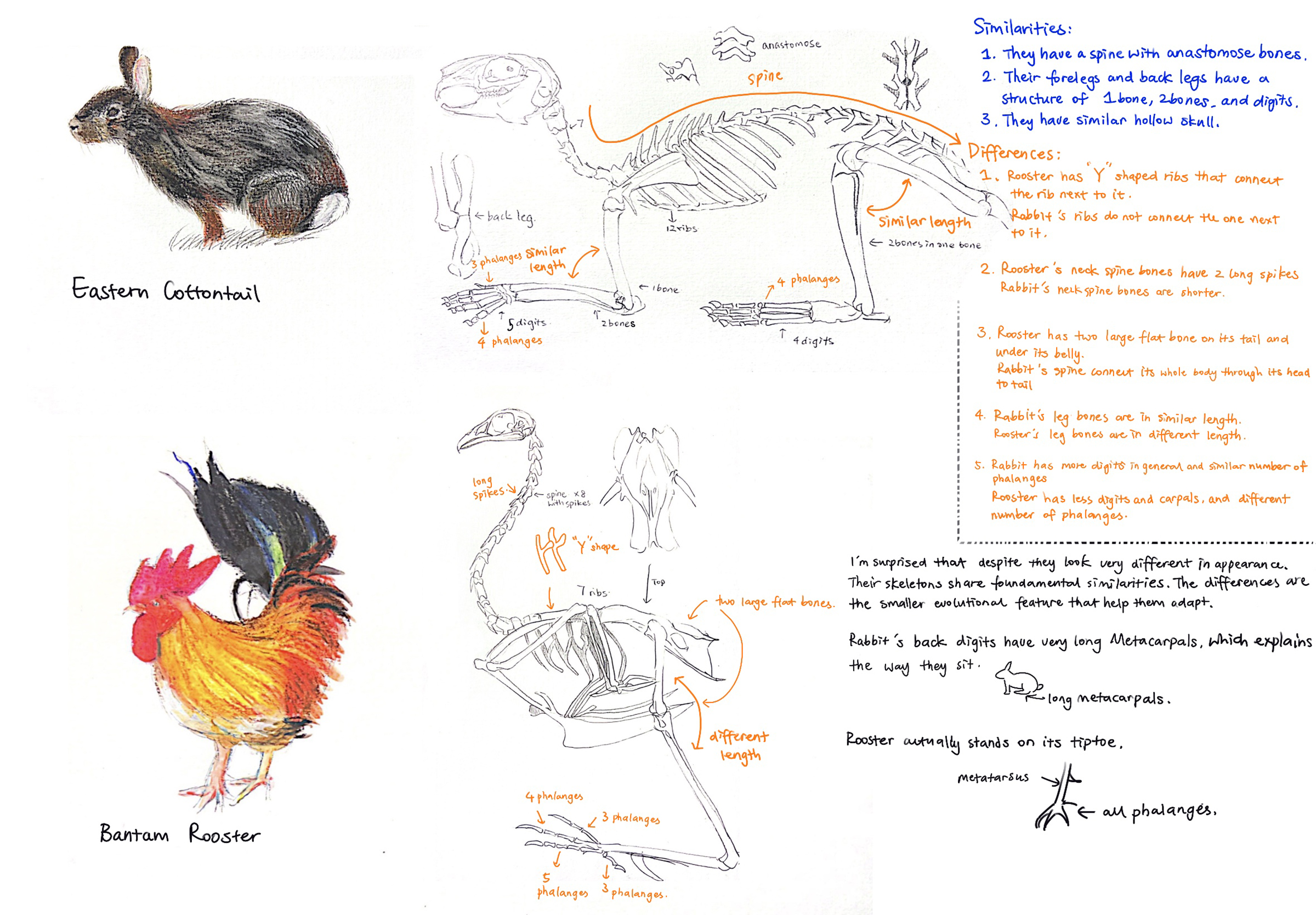 page from a student sketchbook comparing the eastern cottontail to the bantam rooster